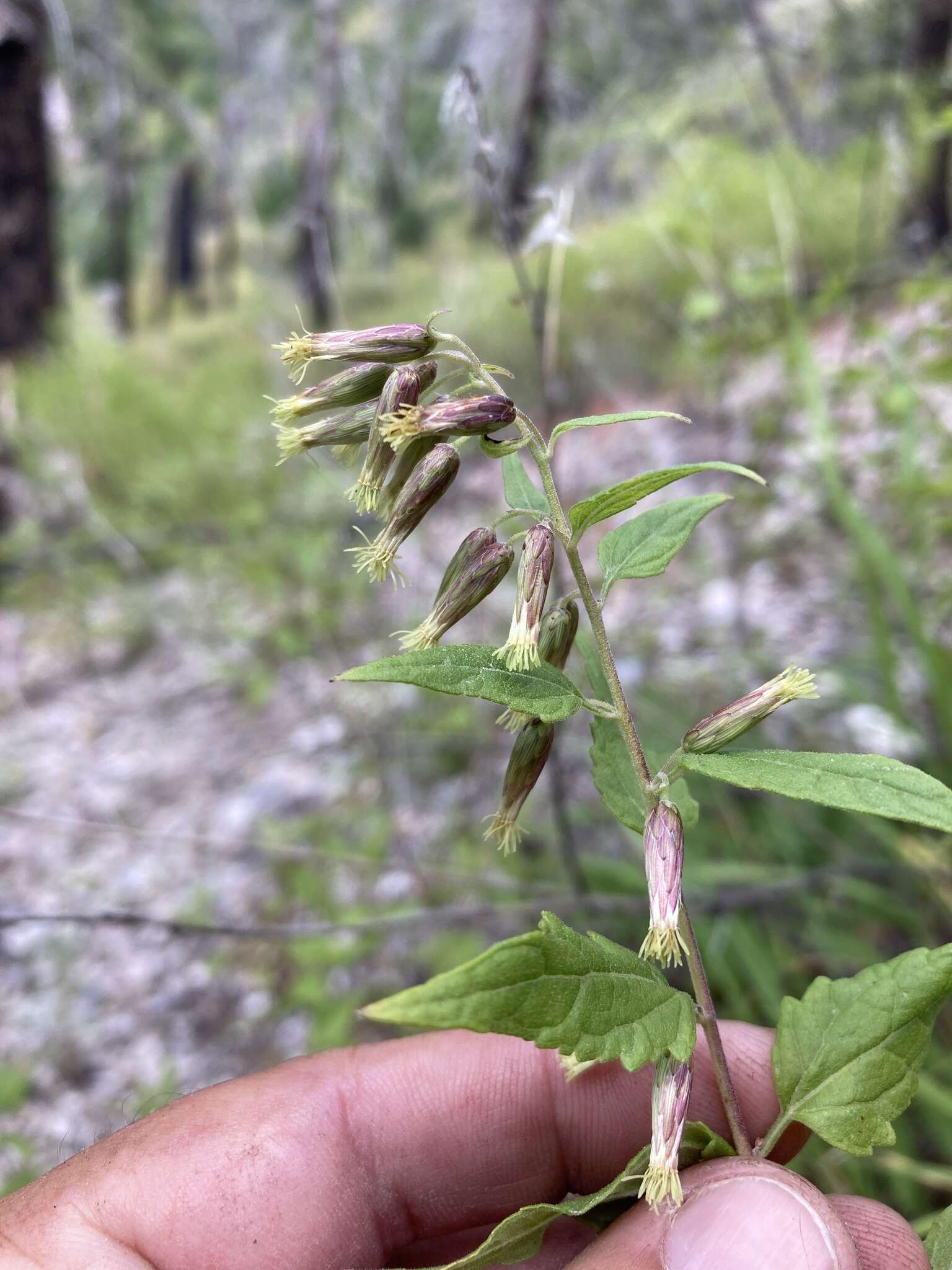 Plancia ëd Brickellia rusbyi A. Gray