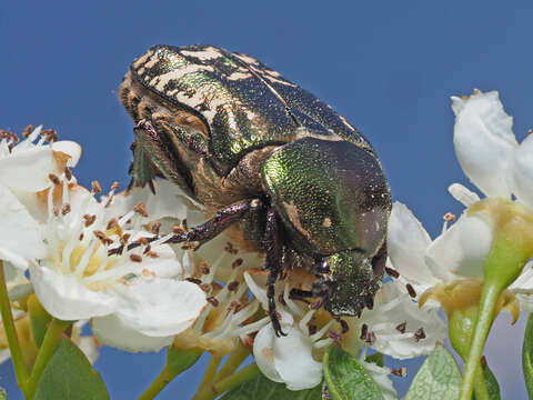 Image of Protaetia (Potosia) cuprea metallica (Herbst 1782)