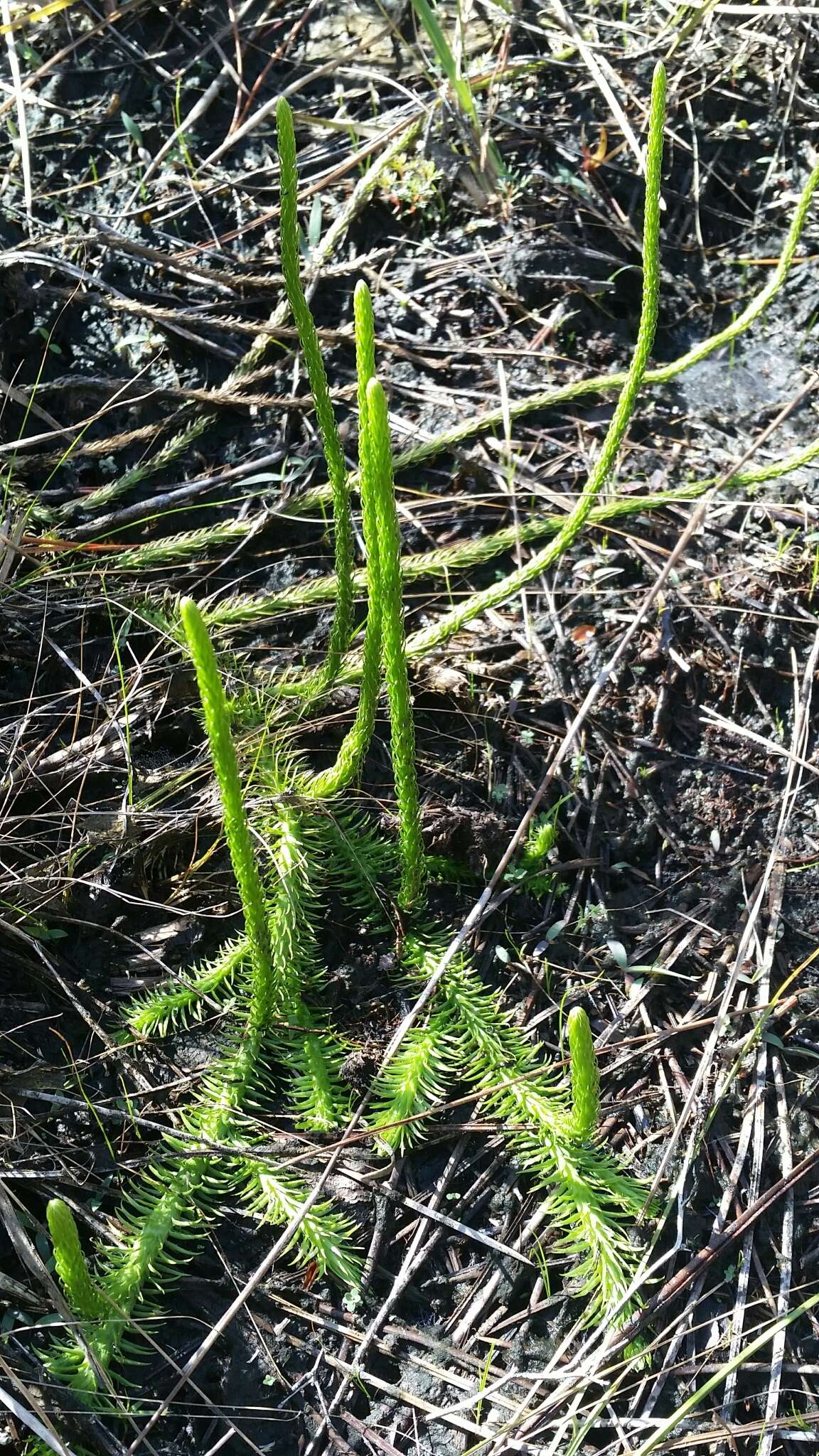 Image of southern bog clubmoss