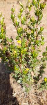 Image of Haplopappus angustifolius (DC.) Reiche