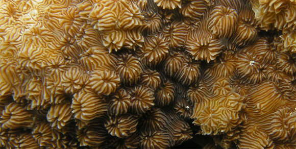 Image of leaf coral