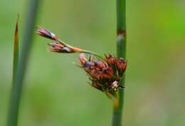 Image of Juncus beringensis Buch.