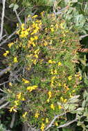 صورة Genista corsica (Loisel.) DC.