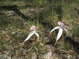 Image of Caladenia splendens Hopper & A. P. Br.