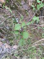 Image de Viburnum betulifolium Batalin