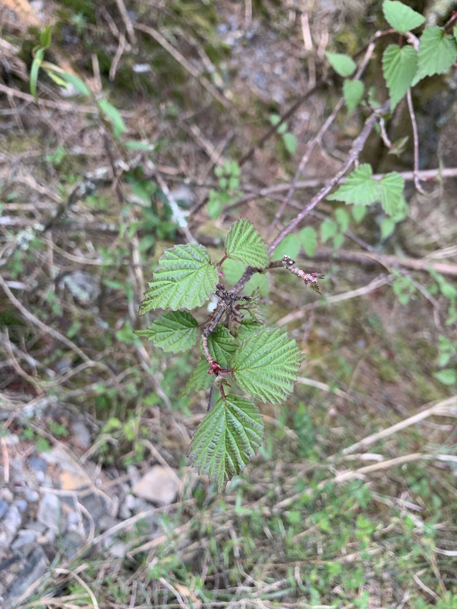 Image de Viburnum betulifolium Batalin