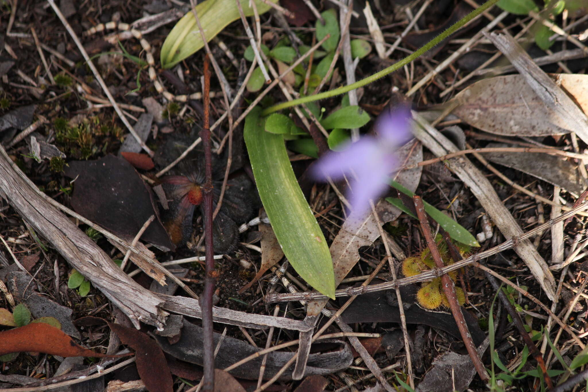 Imagem de Caladenia major (R. Br.) Rchb. fil.