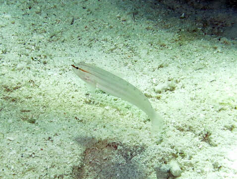 Image of Nocturn goby