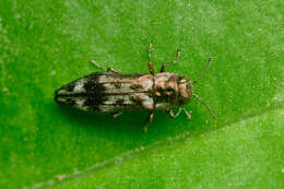 Image of Hackberry Agrilus