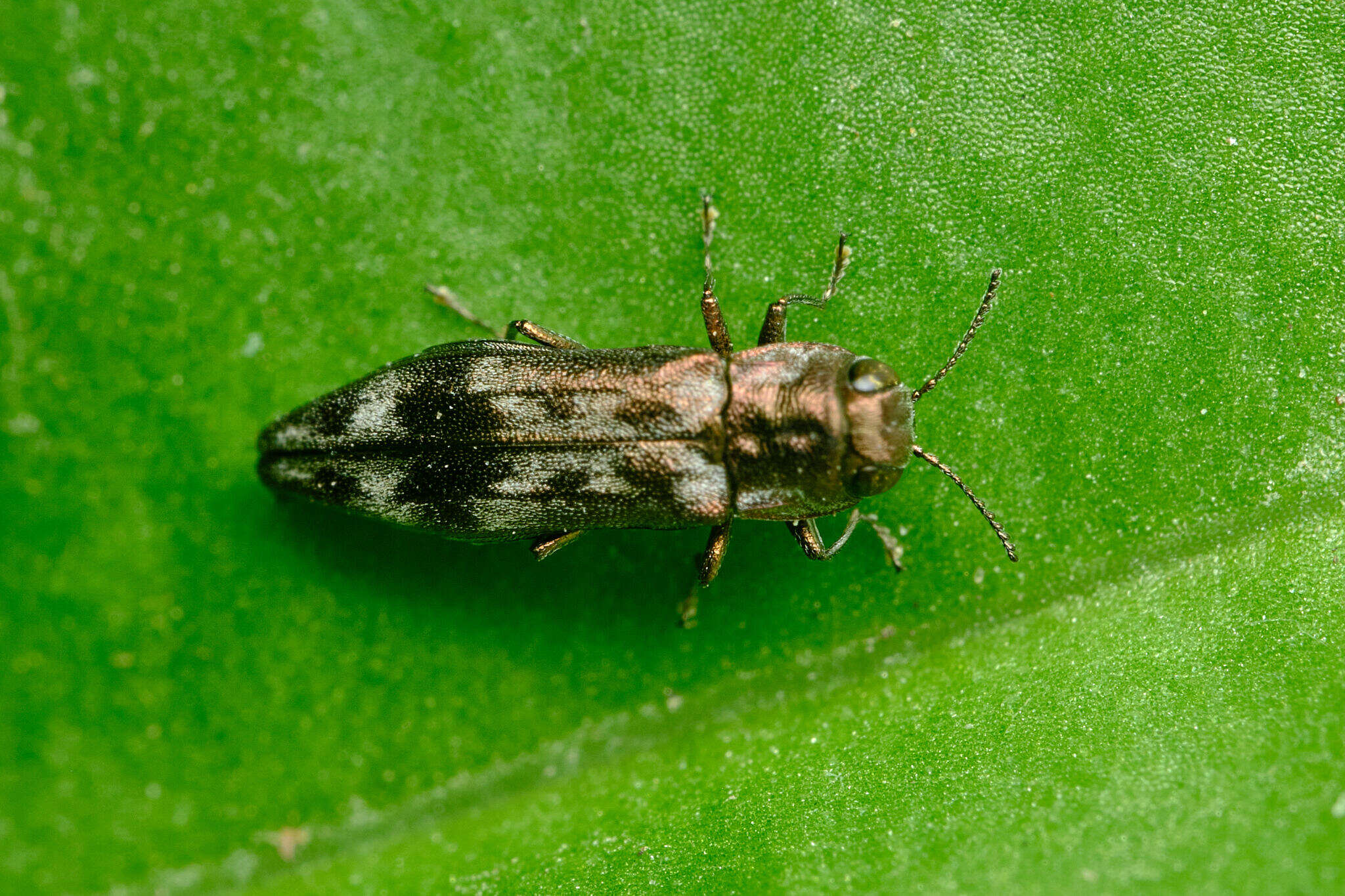 Image of Hackberry Agrilus