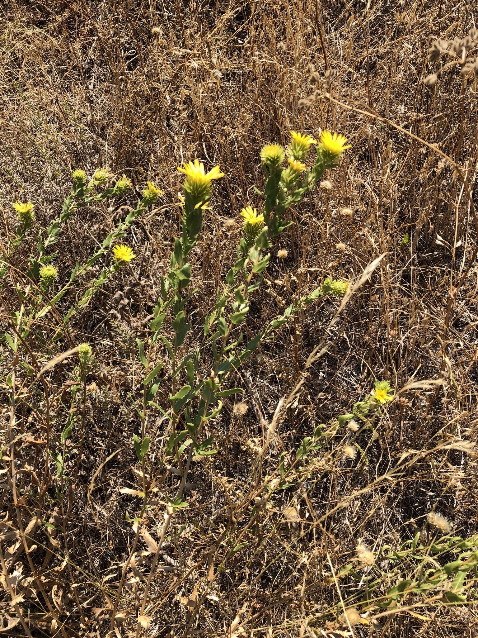 Image of narrowleaf gumweed