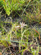 Image of Aloe minima Baker