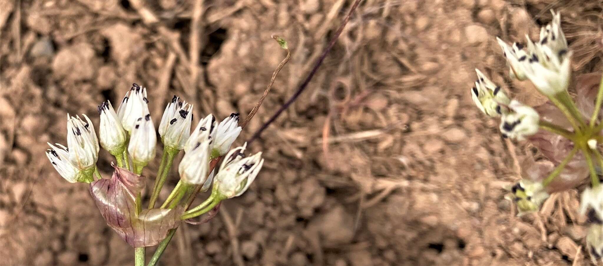 Image of rock onion