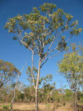 Image of Corymbia clavigera (A. Cunn. ex Schauer) K. D. Hill & L. A. S. Johnson