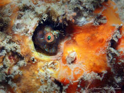 Image of Seaweed Blenny