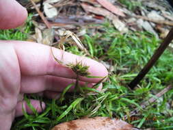 Juncus repens Michx. resmi