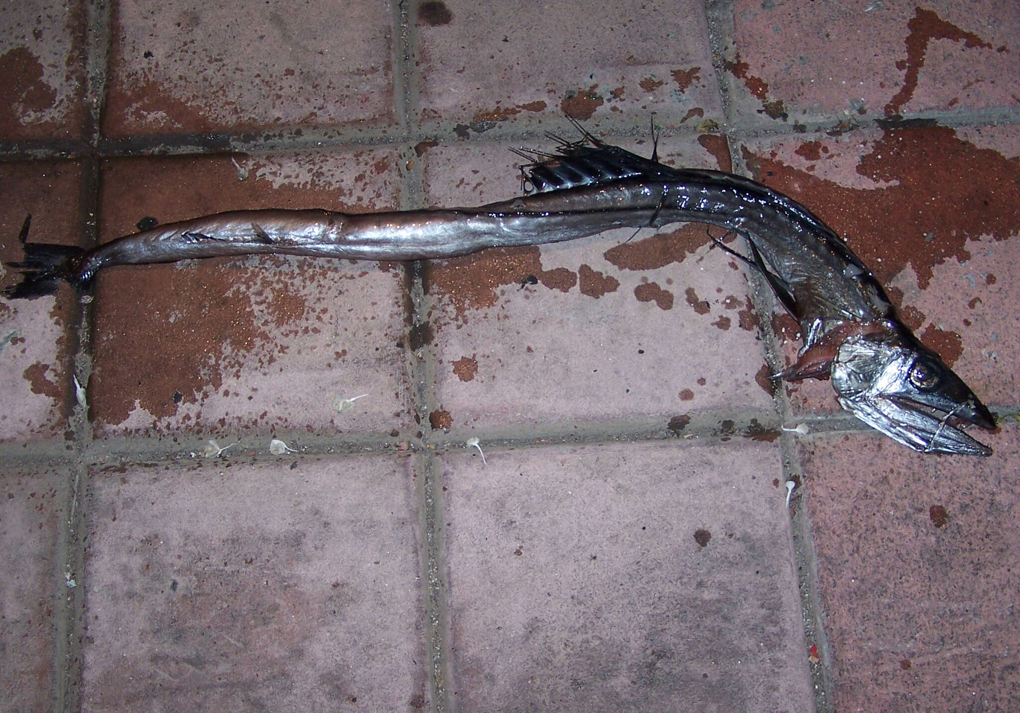 Image of lancetfishes