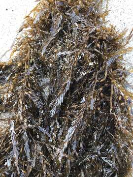 Sargassum horneri resmi