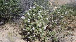 Image of hairy yerba santa