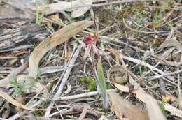 Image of Tailed spider orchid