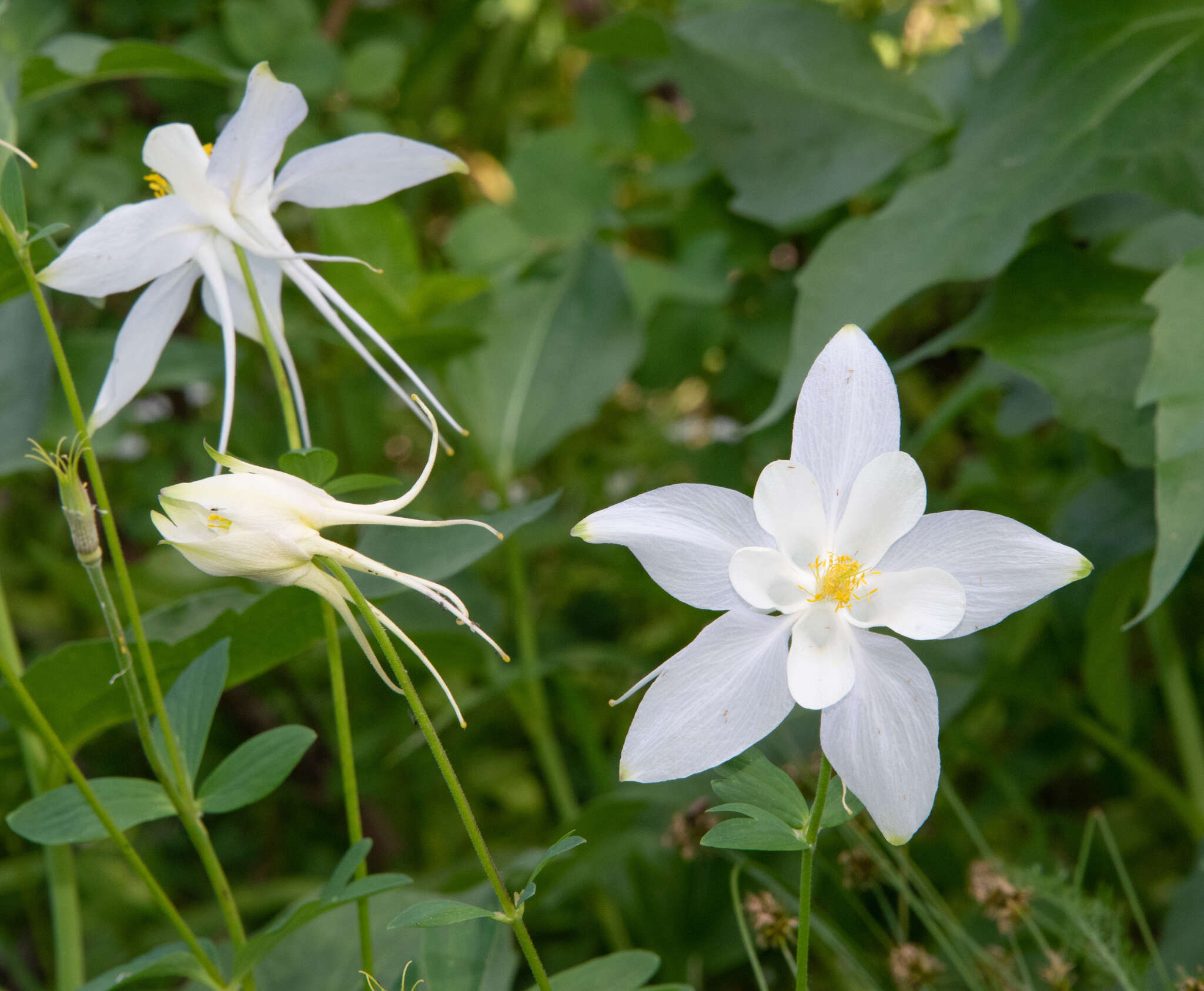 Image of white Colorado columbine