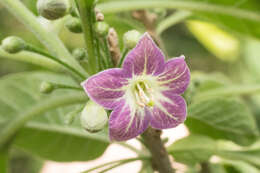 Plancia ëd Vassobia breviflora (Sendtn.) A. T. Hunziker