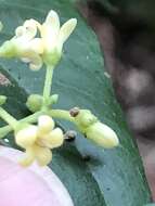 Image of Parsonsia purpurascens J. B. Williams