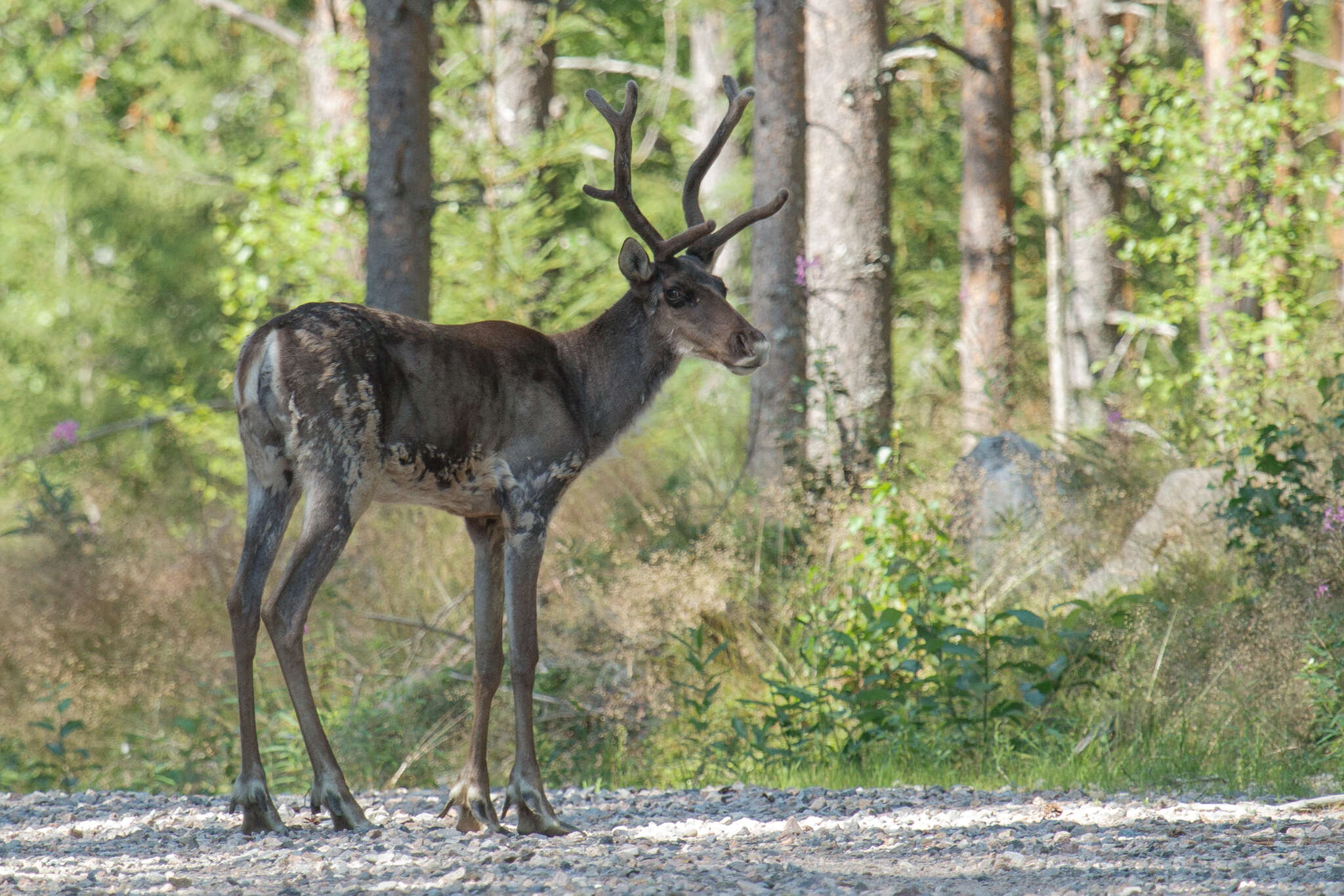 Imagem de Rangifer tarandus fennicus Lönnberg 1909