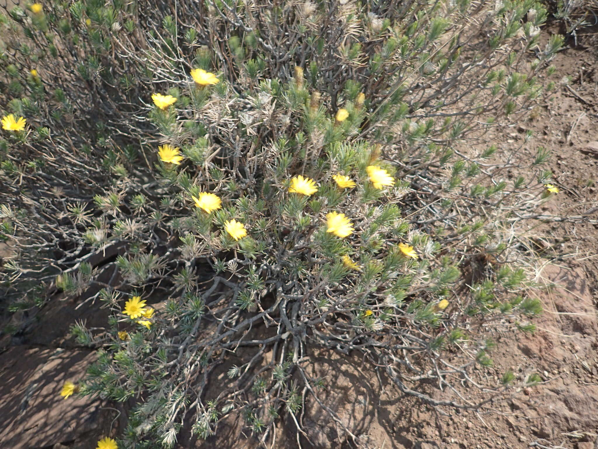 Image of Oedera acerosa (DC.) N. G. Bergh