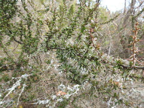 Plancia ëd Gymnosporia polyacantha (Sond.) Szyszyl.