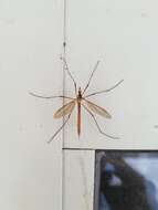 Image of Cranefly