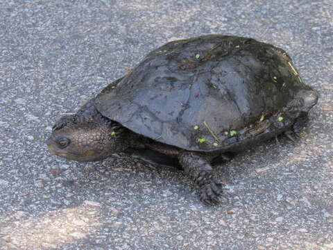 Image of Black Spine-necked Swamp Turtle