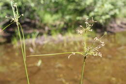 Sivun Scirpus atrocinctus Fernald kuva