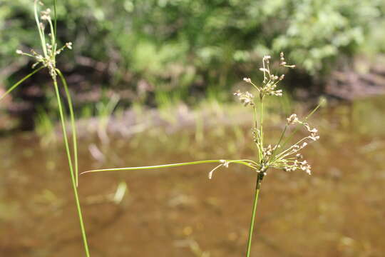 Imagem de Scirpus atrocinctus Fernald