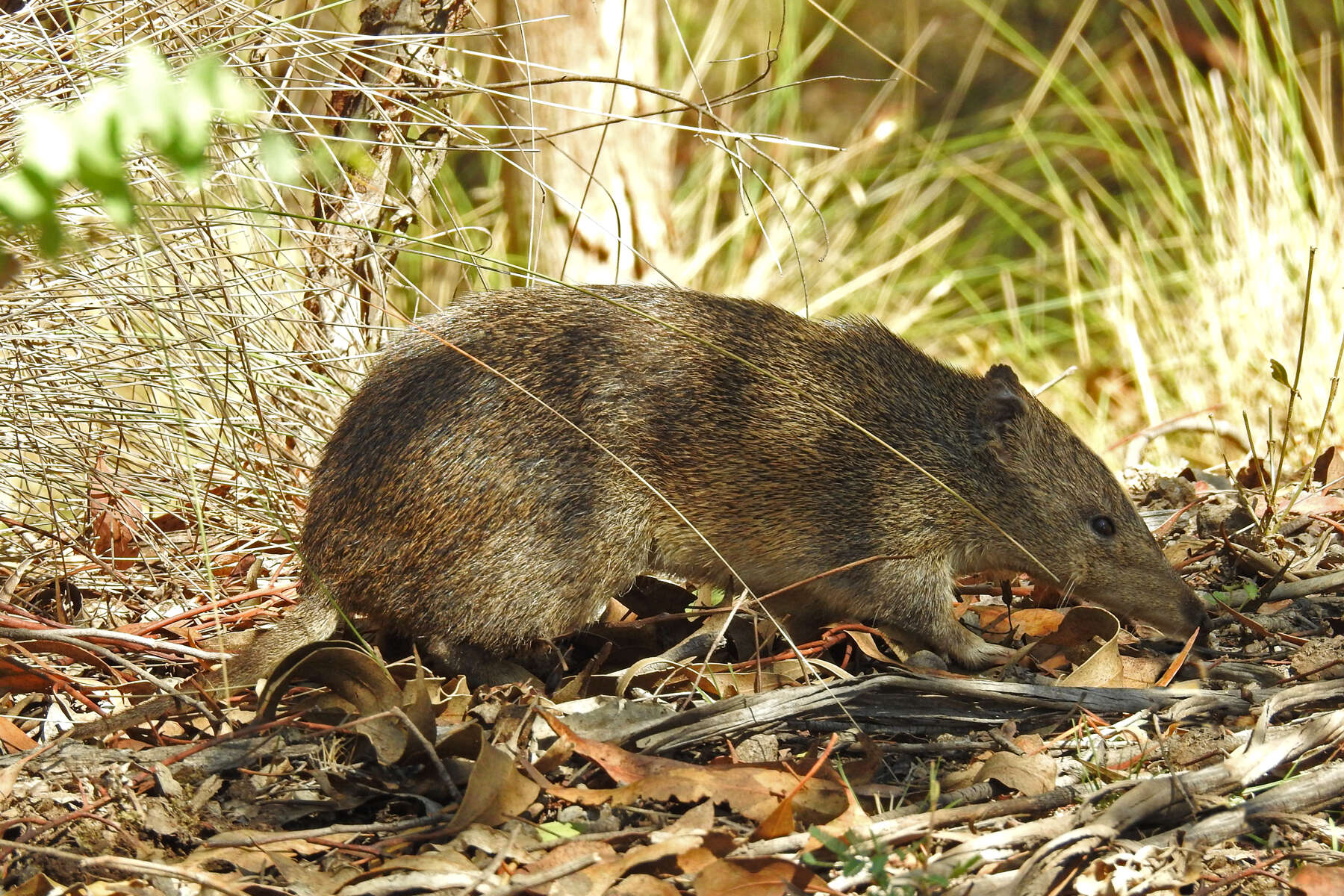 Image of Nuyts Southern Brown Bandicoot