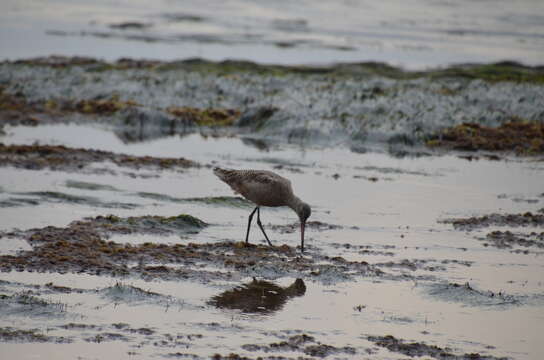 Image of Limosa Brisson 1760