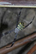 Image of Argiope modesta Thorell 1881