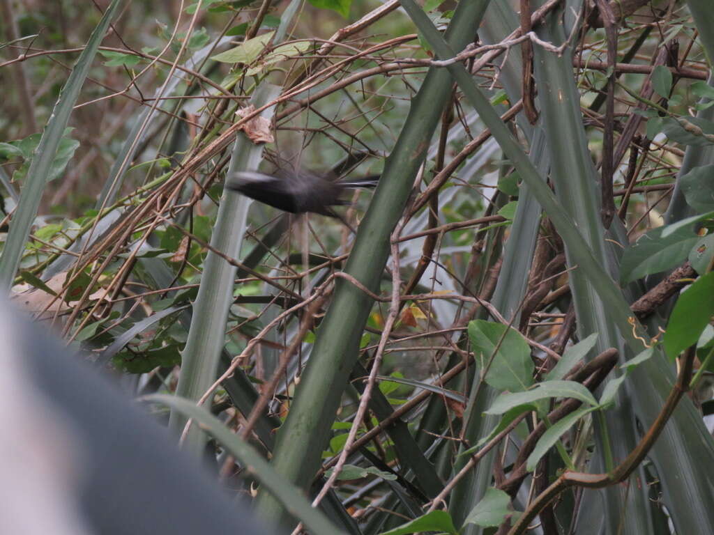 Image of Black-bellied Antwren