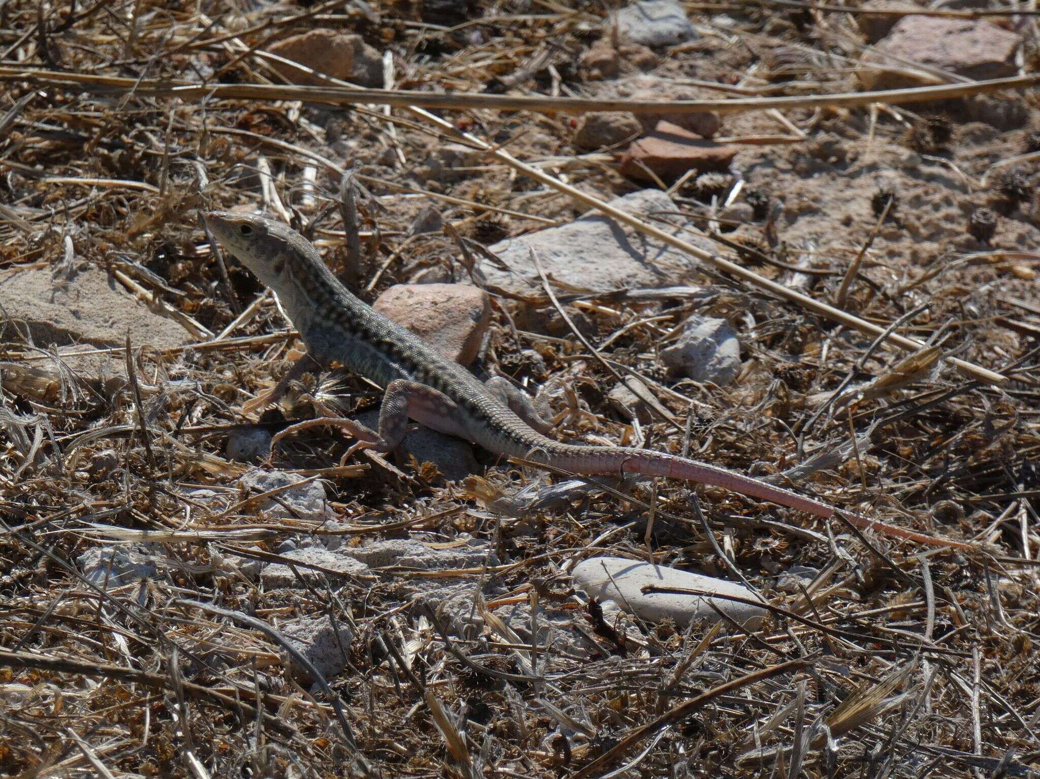 Image of Schreiber's Fringe-fingered Lizard