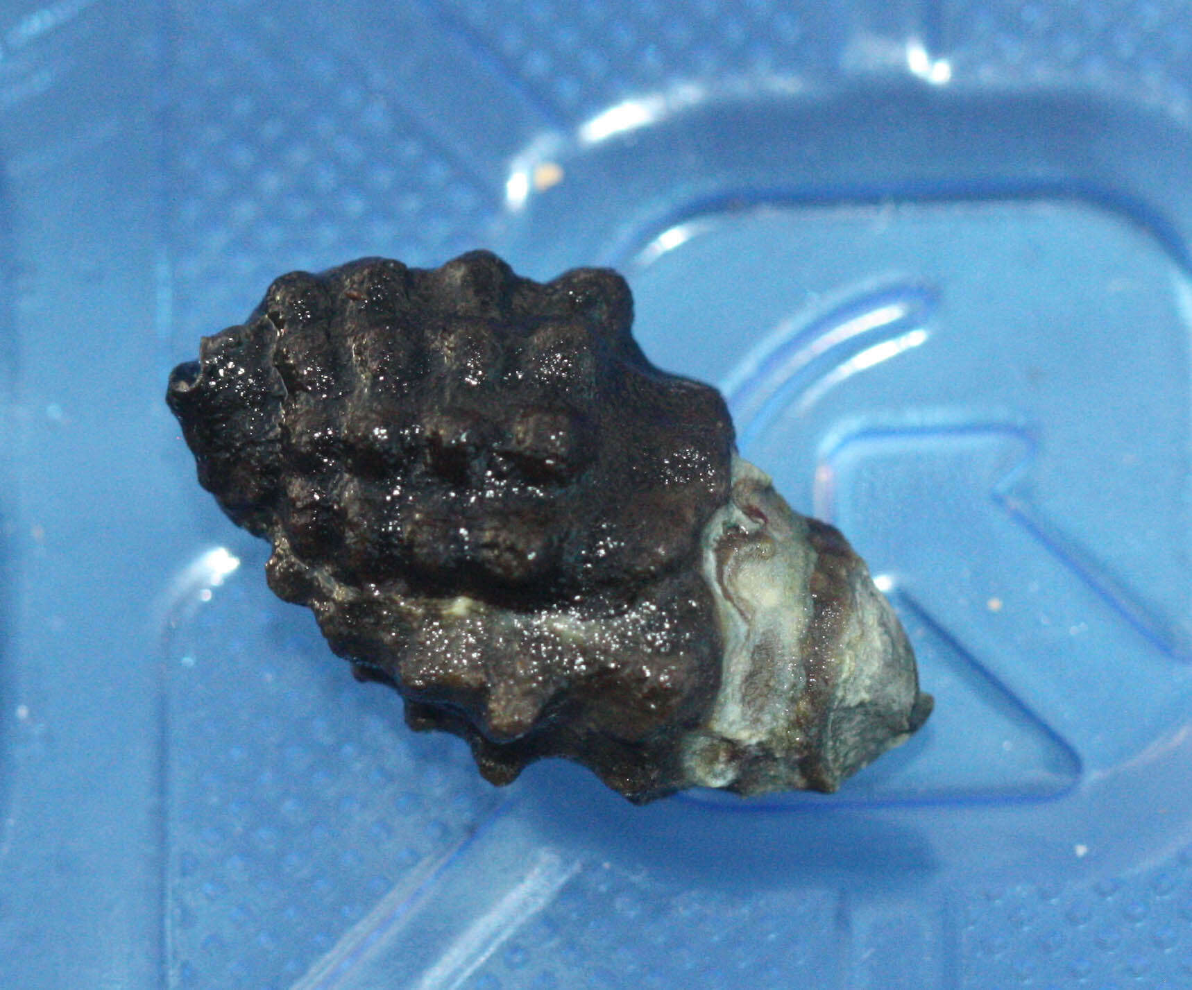 Image of granular drupe