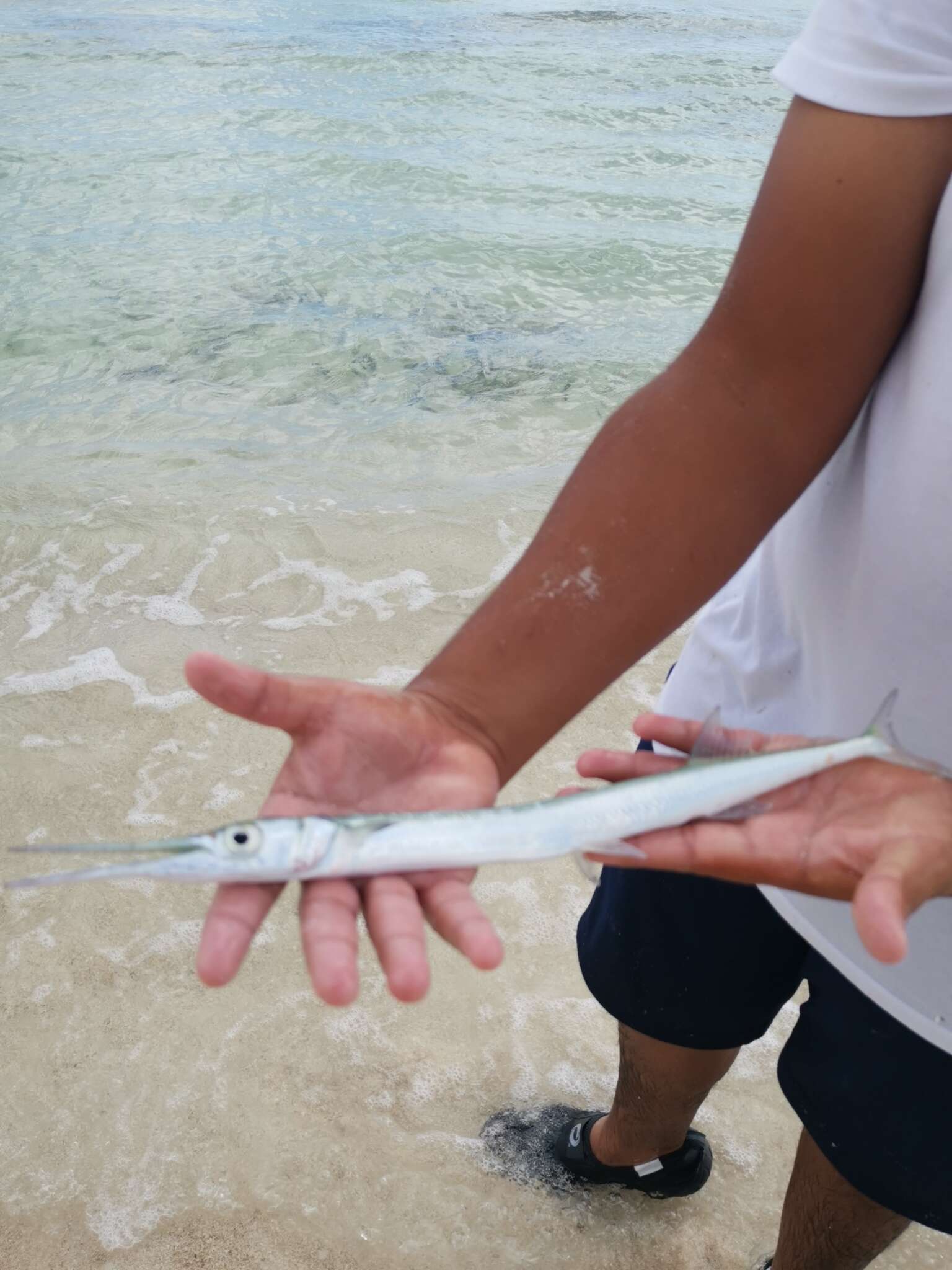 Image of Hound Needlefish