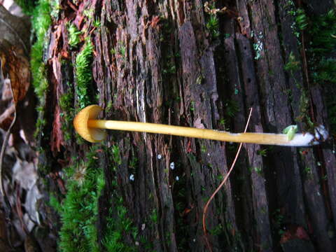 Image of Entoloma luteum Peck 1902