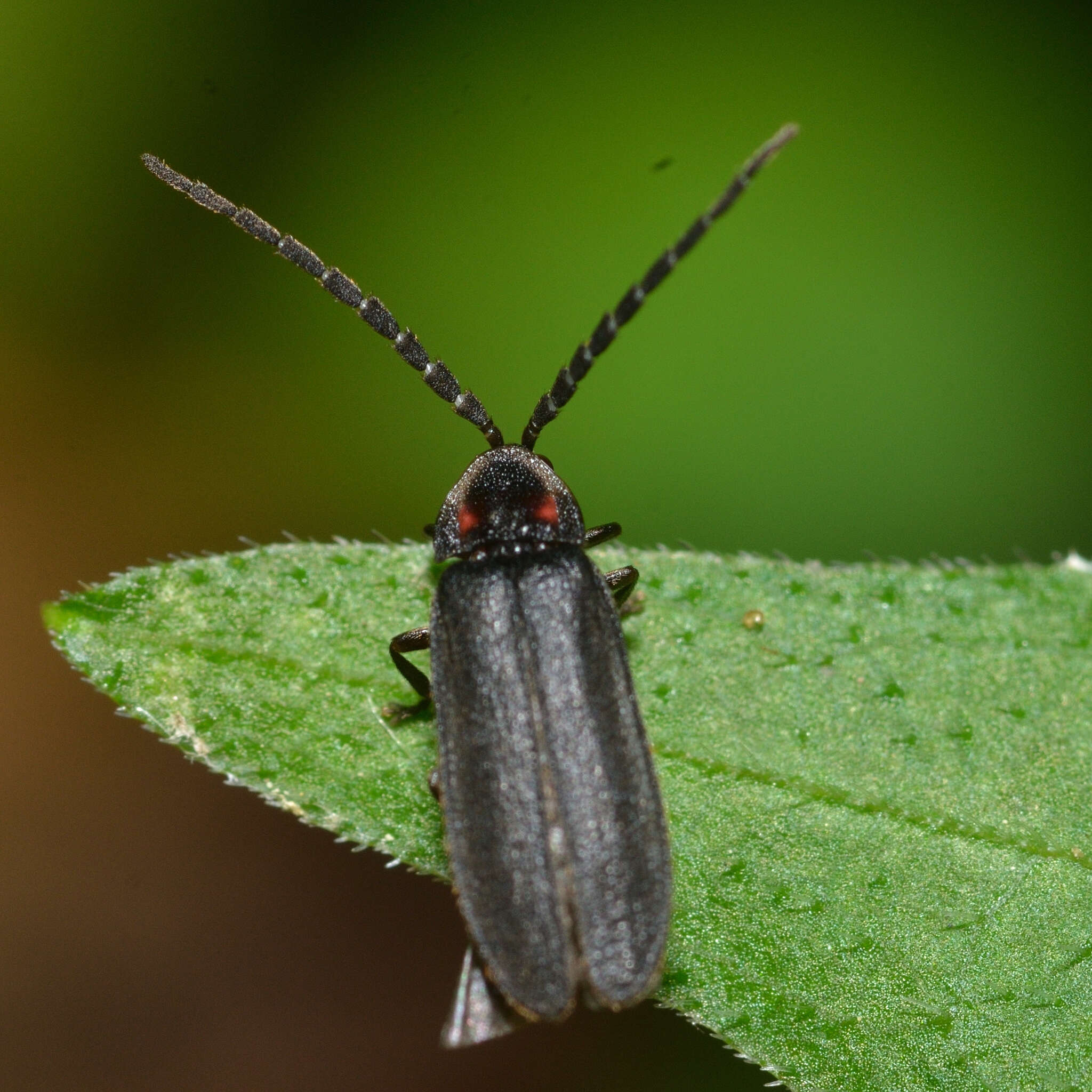 Image of Lucidota punctata (Le Conte 1852)