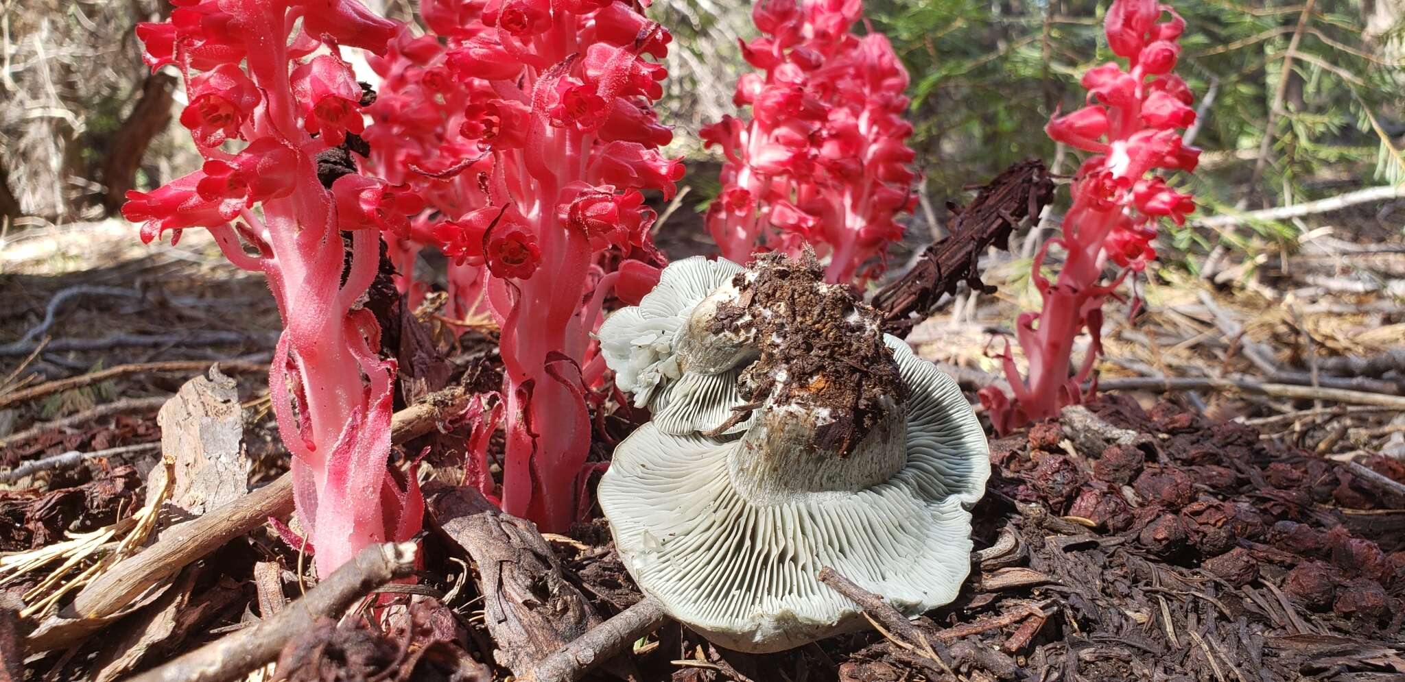 Image of Hygrophorus caeruleus O. K. Mill. 1984