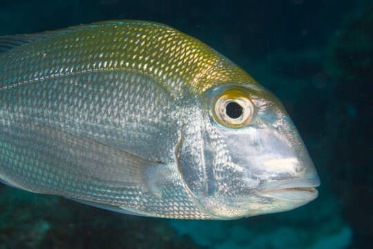 Image of Blue Bone Porgy