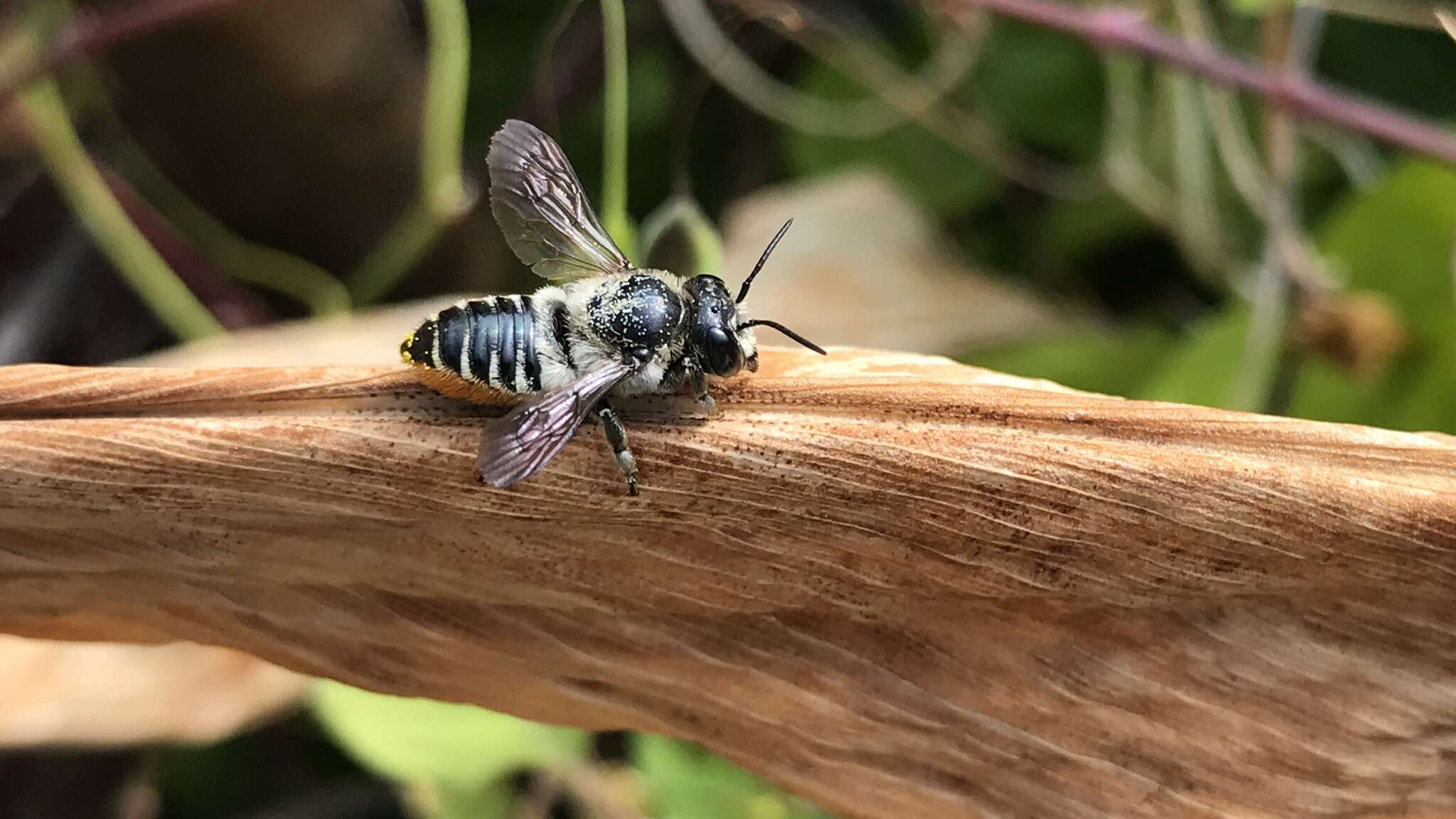 Image of Megachile igniscopata Cockerell 1911