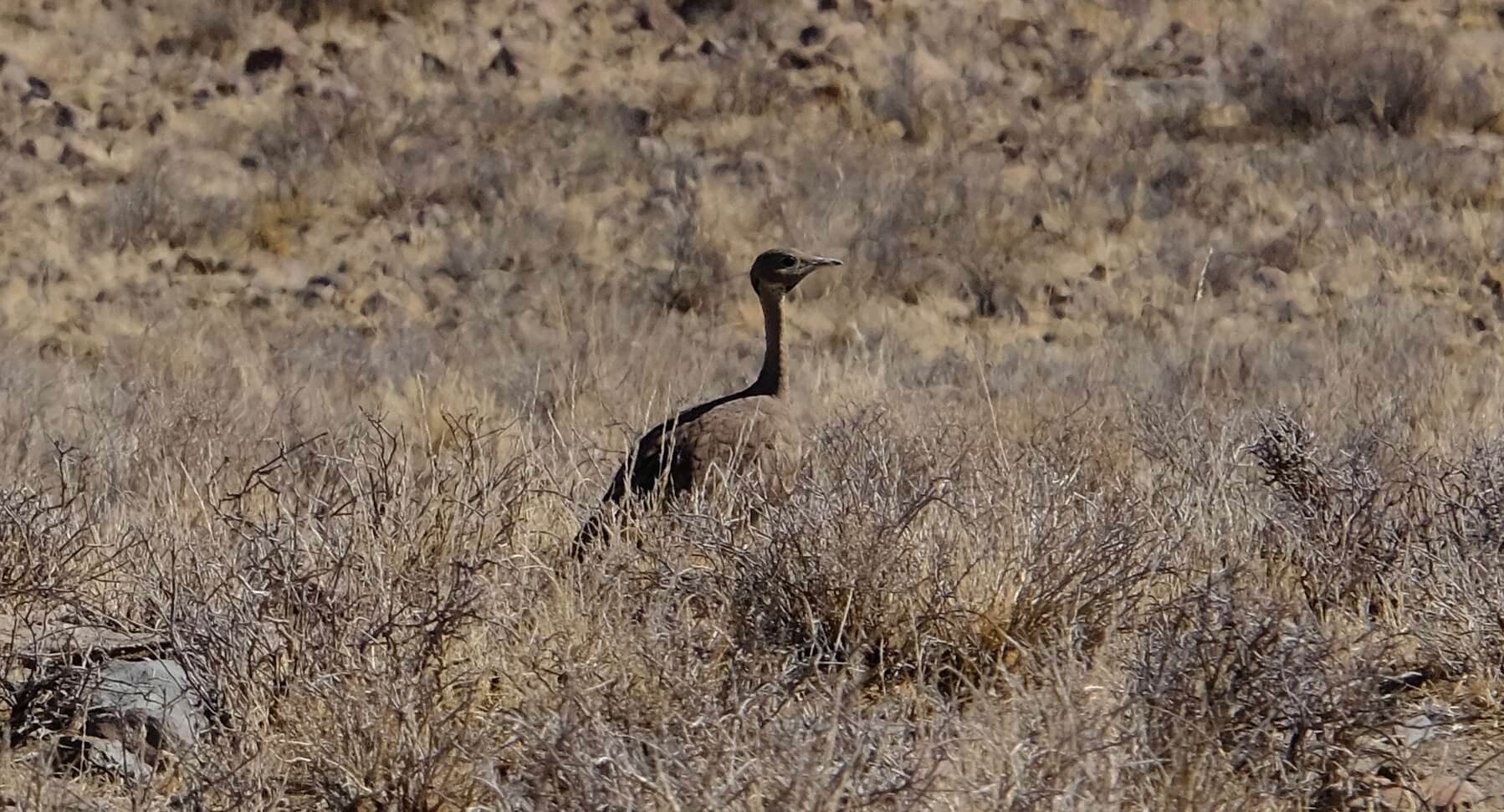 Image of Karoo Bustard