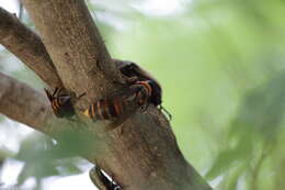 Image of Asian giant hornet