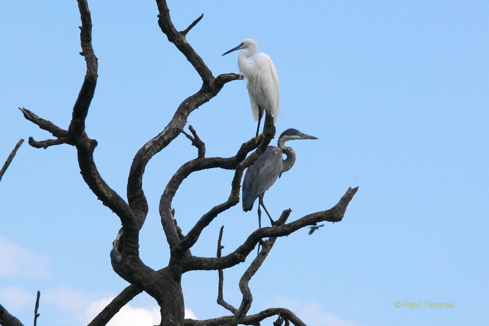 Image of Black-headed Heron