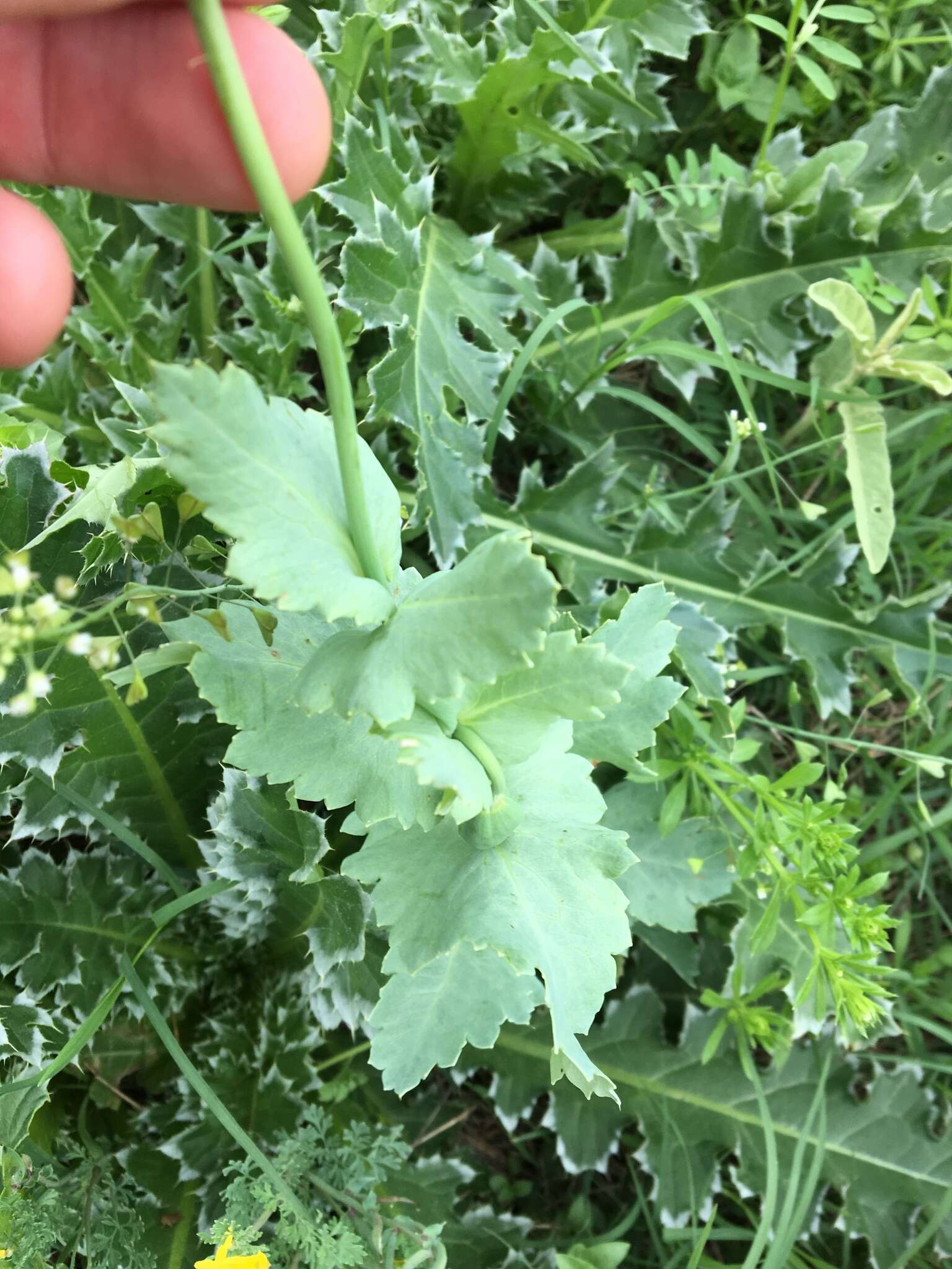 Image of opium poppy